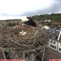 16_05-nest.jpg