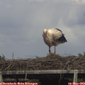 16_10-mast.jpg
