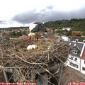 16_10-nest.jpg