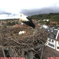 16_15-nest.jpg