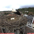 16_20-nest.jpg