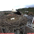 16_25-nest.jpg