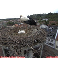 16_30-nest.jpg