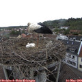 16_35-nest.jpg