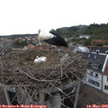 16_40-nest.jpg
