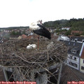 16_45-nest.jpg