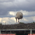 16_50-mast.jpg