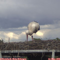 16_55-mast.jpg
