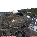 17_00-nest.jpg