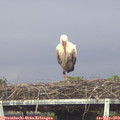 17_05-mast.jpg