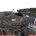 17_05-nest.jpg