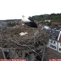 17_10-nest.jpg