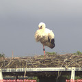 17_15-mast.jpg