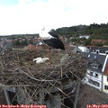 17_15-nest.jpg