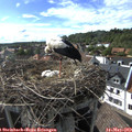 17_20-nest.jpg