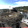 17_25-nest.jpg