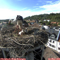 17_30-nest.jpg