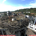 17_35-nest.jpg