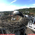 17_40-nest.jpg