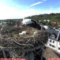 17_45-nest.jpg