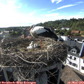 17_50-nest.jpg