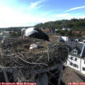 17_55-nest.jpg