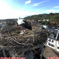 18_00-nest.jpg