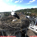 18_05-nest.jpg