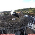 18_10-nest.jpg