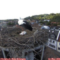 18_15-nest.jpg