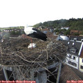 18_20-nest.jpg
