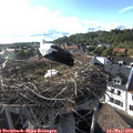 18_25-nest.jpg