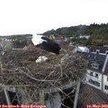 18_30-nest.jpg