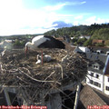 18_35-nest.jpg