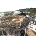 18_40-nest.jpg