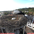 18_45-nest.jpg