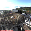 18_50-nest.jpg