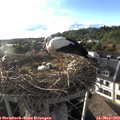18_55-nest.jpg