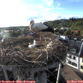 19_00-nest.jpg