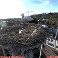 19_05-nest.jpg