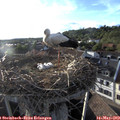 19_10-nest.jpg