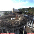 19_15-nest.jpg