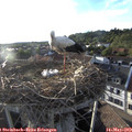 19_20-nest.jpg