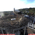 19_25-nest.jpg