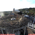 19_30-nest.jpg