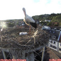 19_35-nest.jpg