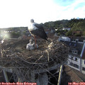 19_40-nest.jpg