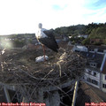 19_45-nest.jpg