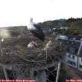19_50-nest.jpg