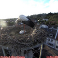 19_55-nest.jpg